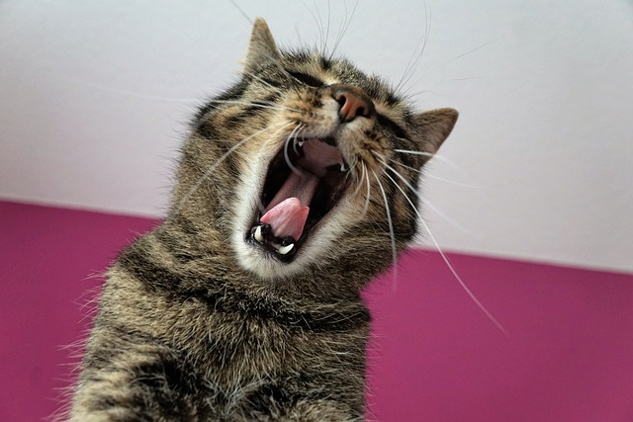 cat with mouth wide open