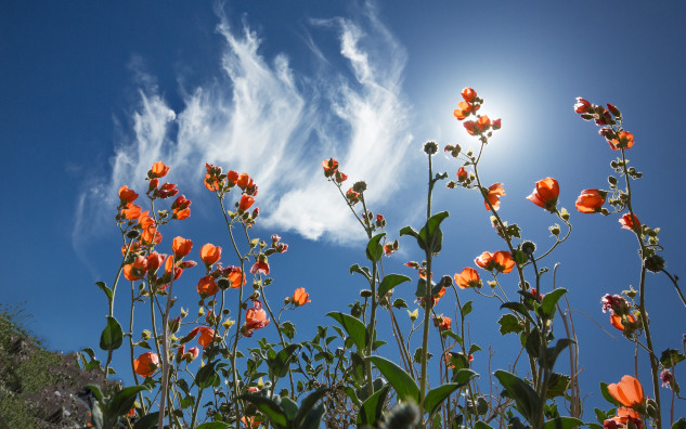 flowers in the desert