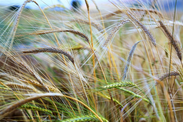 a field of grain, symbolic of the Virgo harvest season