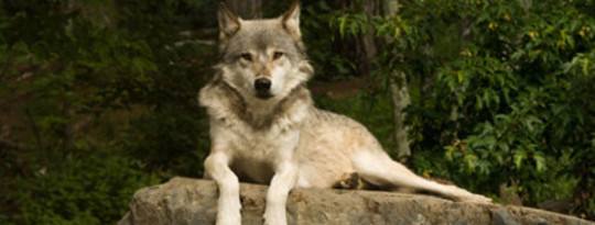 Protecting The Gray Wolf  In California