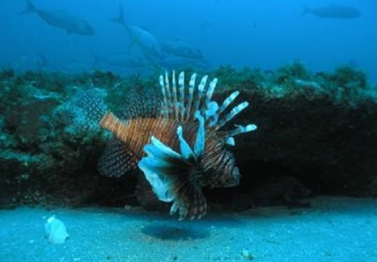 lionfish