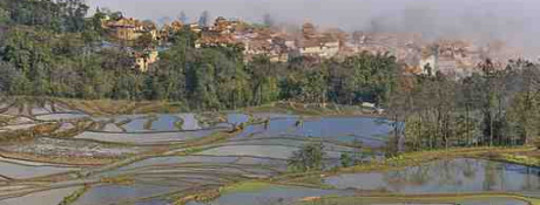 rice fields