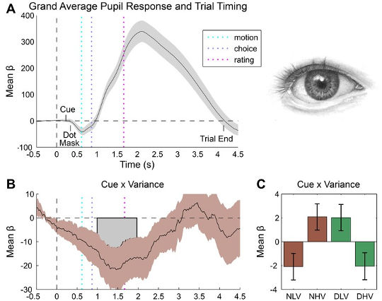 pupil response