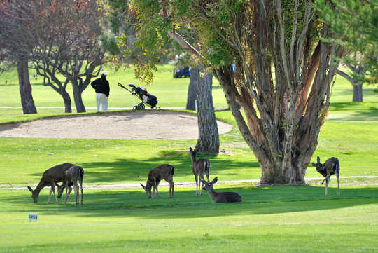 deer on course