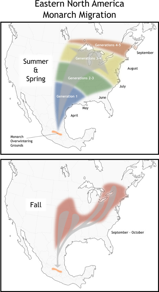 monarch butterfly migration