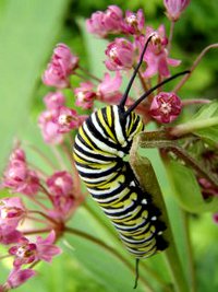 Butterfly medicine