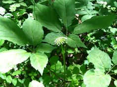 American ginseng about to flower, spring 2016. Photo by C.C. Flinn