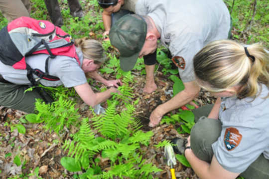 american ginseng3 9 12