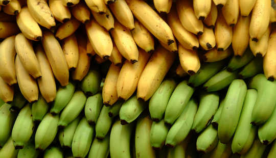 Each banana plant is a genetic clone of a previous generation. Ian Ransley, CC BY