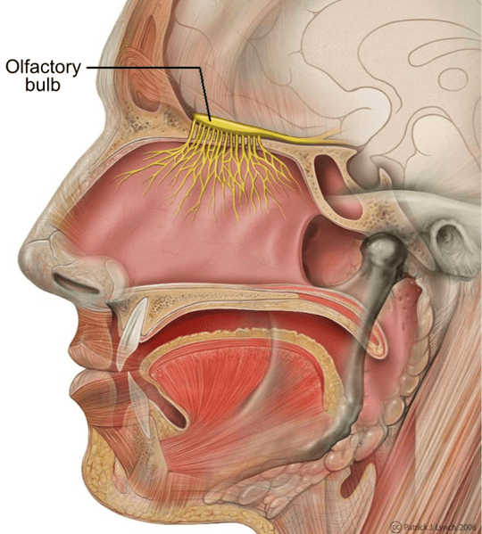 By-passing the blood-brain barrier. Patrick J. Lynch, CC BY