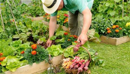 Growing Veggies, Not Grass, Will Cut Greenhouse Gases