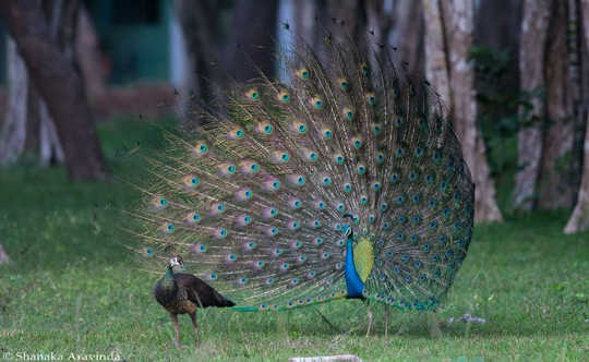 Have a look at my plumage; you know what this dazzling display means. Shanaka Aravinda, CC BY-NC-ND 