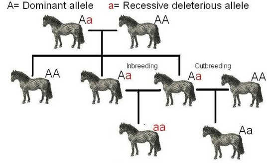 Breeding in bad genes. Wikimedia Commons