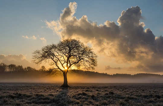 How My Tree-Planting Mother Turned Her Vision Into Reality