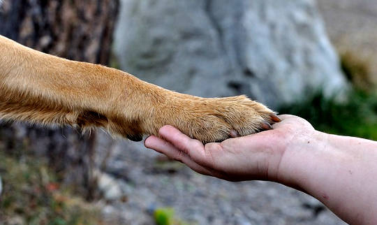 The Spiritual Lives of Animals