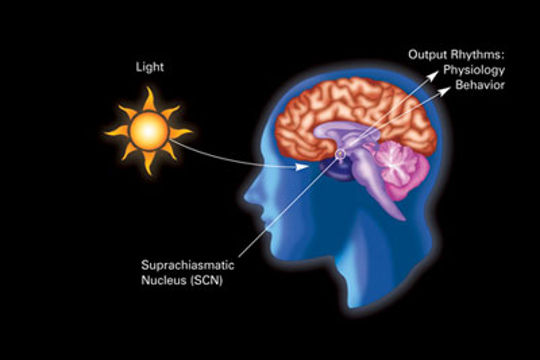 Scientists Are Unraveling The Mystery Of Your Body's Clock