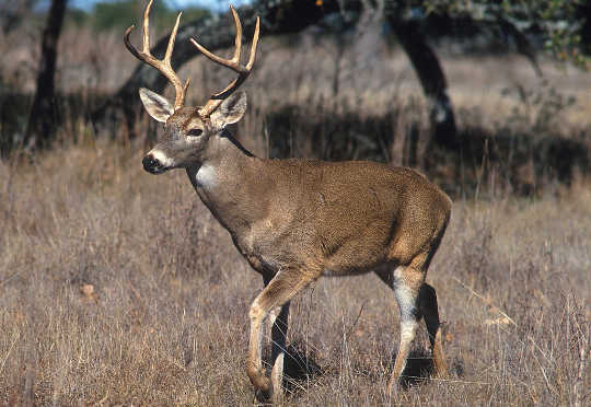 The Yaqui Deer Dancer: The Art of Becoming What You Are Doing