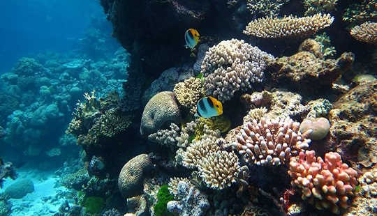 Many Of The World's Reefs Are Already Damaged Beyond Repair