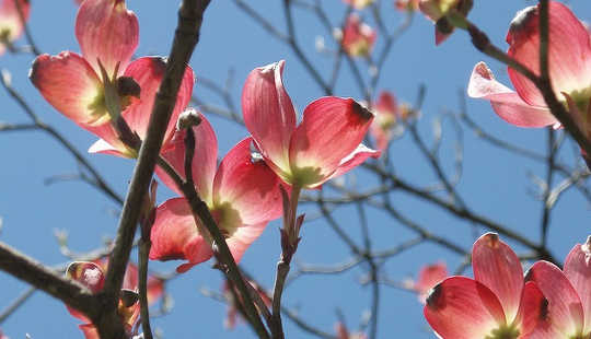 Spring Is Coming Sooner At A Record Rate