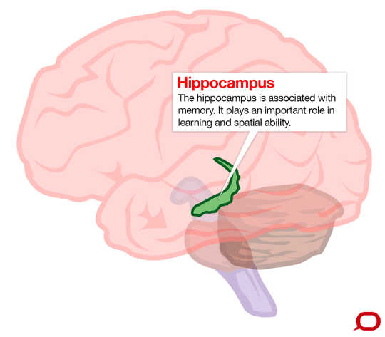 Can Even Moderate Drinking Cause Brain Damage?