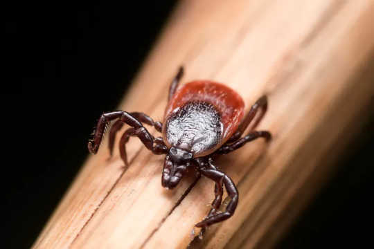 The Countdown To Peak Tick Season Is Here