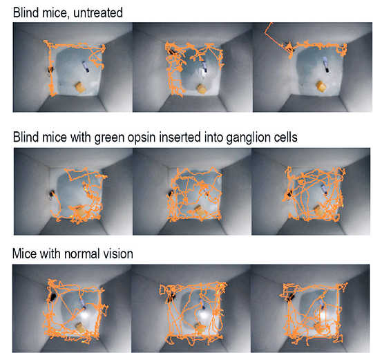 Blind Mice Get Their Sight Back After Gene Insertion