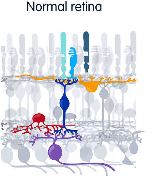 Blind Mice Get Their Sight Back After Gene Insertion