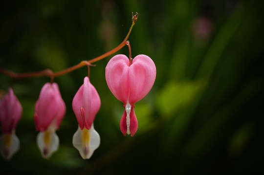 2018 bleeding heart flower