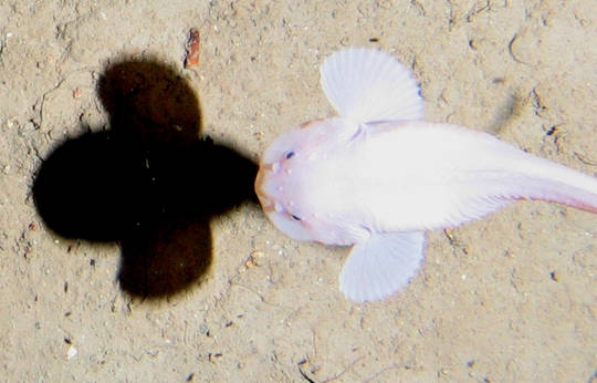 A snailfish swims 7,400 metres below the surface. 