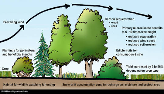 Agroforestry May Be A New Weapon In Climate Change Fight