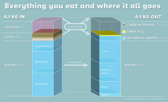 When We Lose Weight, Where Does It Go?