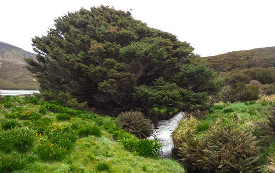 The Anthropocene Began In 1965, According To Signs Left In The World's Loneliest Tree