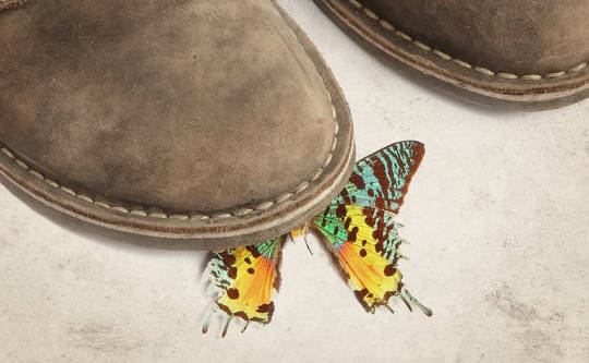 Would Standing On The First Butterfly Really Change The History Of Evolution?