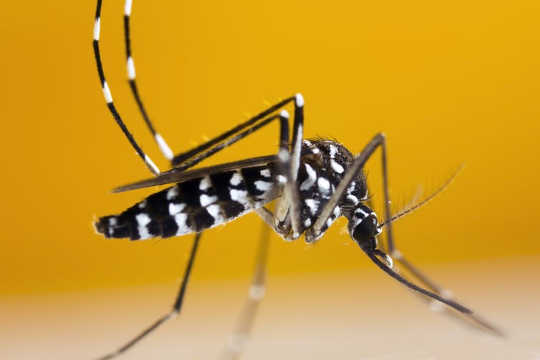 The Asian tiger mosquito, which can transmit the Zika virus, has been spotted in southern Ontario in Canada.