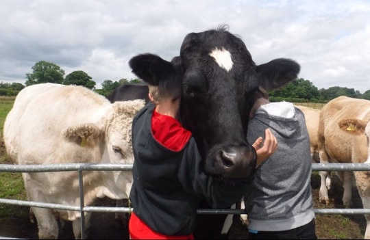 Farm animal therapy. 