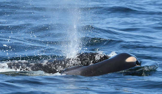 An Orca Mother Grieves: Tahlequah and her Calf