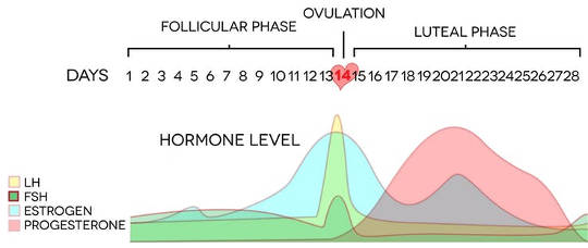 A ‘classic’ 28 day cycle (How hormones affect our mood)