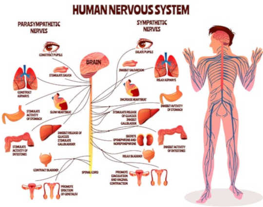 The sympathetic system gets us ready for fight or flight, while the parasympathetic system acts as a brake.(why you might get the nervous tummy runs when you are nervous)