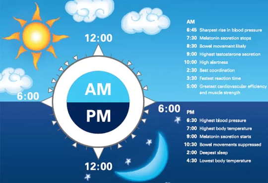 Can Environmental Pollutants Disrupt Our Circadian Rhythms?