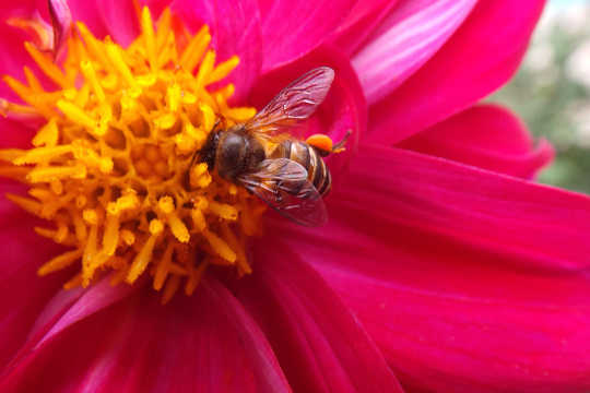 A Painful Lesson In Zen And The Art Of Honeybee Reverence