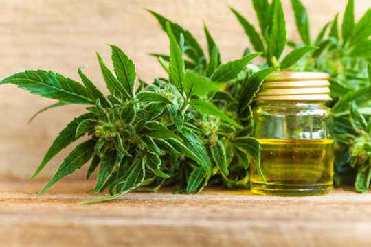 Is Cannabidiol A Rising Star Or Popular Fad?