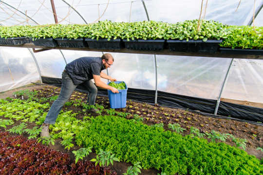 How Urban Farmers Can Earn $75,000 On 15,000 Square Feet