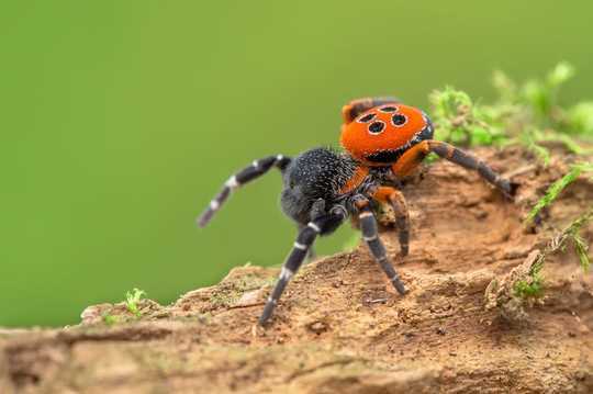 Spiders Are Threatened By Climate Change – And Even The Biggest Arachnophobes Should Be Worried