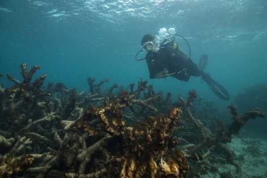 Two Reef Scientists Share Their Climate Grief