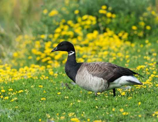 How Climate Breakdown Is Knocking The Natural World Out Of Sync And Why We Should All Be Worried