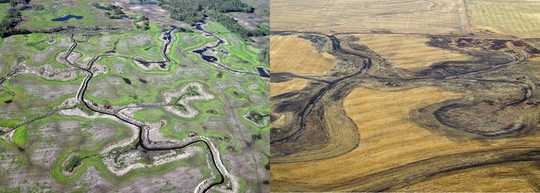 Warmer, Wetter Climate Benefits Some Birds As Wetlands Vanish