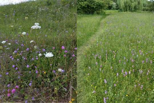 4 Steps To Make Your Lawn A Wildlife Haven 