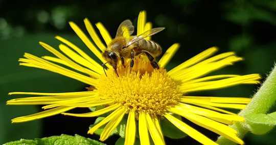 Bees Can Learn Higher Numbers Than We Thought – If We Train Them The Right Way