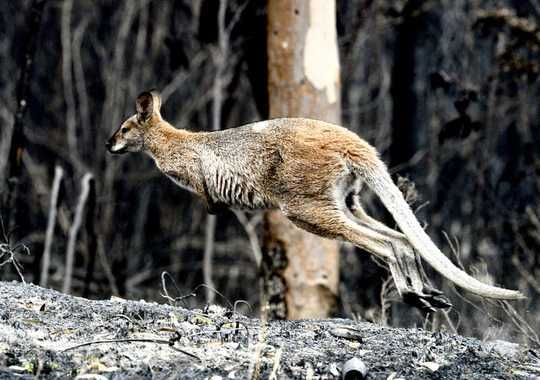 Animal Response To A Wildfire is Astounding. These Are The Tricks They Use To Survive