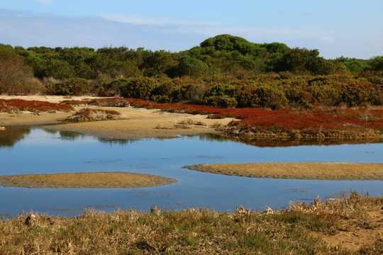 Rising Seas Allow Coastal Wetlands To Store More Carbon